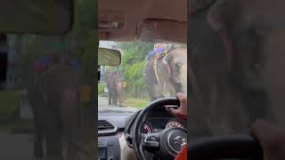 Elephant at Chitwan national park ##viral #shorts #chitwan #junglesafari