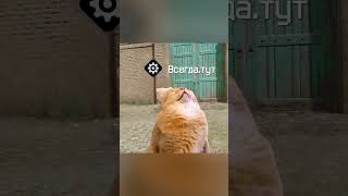 Вот такие котики в Варфейсе