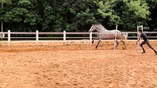 Cassandra 2 yr filly , Sept 2020