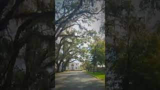 Life in Florida #shortvideo #travel #florida #staugustine #staugustinelife #trees #floridalife