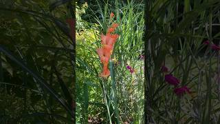 The first Gladioli has opened