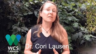 Dr. Cori Lausen on why we need to help bats