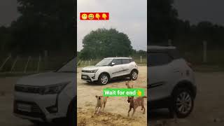 Dog Funny videos. Cute puppies.#viral #doglover #video #streetdog #shorts #short #funny #funnyvideo