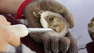 How To Shuck An Oyster