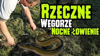 Węgorze na rosówkę | Nocne łowienie na rzece