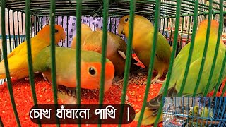 চোখ ধাঁধানো পাখি | মিরপুর ১ পাখির হাট পার্ট-৫| Mirpur Pakhir Hat | pakhi Price in Bangladesh |Birds