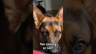 German Shepherd Means Business