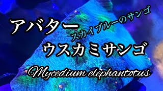 アバター　ウスカミサンゴ　スカイブルーのサンゴ