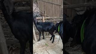 Lots of two goats they do very beautiful surprising shoots we enjoy 2024|Episode/50