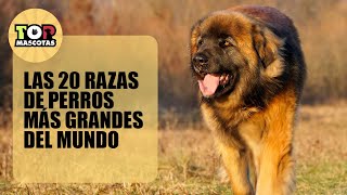 ✅ LAS 20 RAZAS DE PERROS MAS GRANDES DEL MUNDO - 2024 ✅