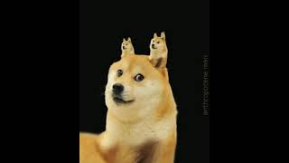 Doge Infinite