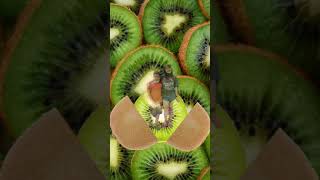 Slices KIWI 🥝🥝 #funplay #meme #kiwi_truyện #viralshort