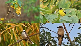 Three New Birds spicies spotted in Resort Garden -Avain treasure of Sawai Modapur #relaxing #relax