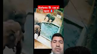 ELEFANTE 🐘 CAE AL AGUA 💧💧 #humor #naturaleza #shortsviral #bellezanatural