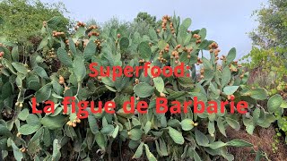 Superfood: la figue de Barbarie