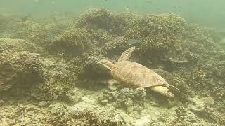 Green Sea Turtle 6