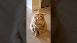 He wanted his treats presented to him on a golden platter 😅 #cute #animals #cat #cutecat #pets