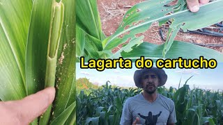 Lagarta do cartucho ,e lagarta rosca como indentificar