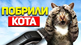 РАЗЫГРАЛИ КОТА | И СМЕХ И ГРЕХ ПРИКОЛЫ И ФЕЙЛЫ 2020