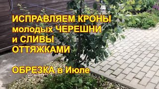 ИСПРАВЛЕНИЕ КРОН МОЛОДЫХ ЧЕРЕШНИ и СЛИВЫ ОТТЯЖКАМИ.  ОБРЕЗКА в ИЮЛЕ на урожай