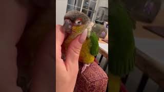 В продаже такие чудесные малыши😍 #shorts #memes #parrot #pets #funny #animals #love #попугай #music