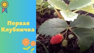 Первая клубничка🍓🍓🍓,,,