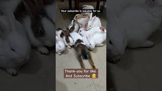 Cute pet baby #trending #rabbit #yt #bunny #new #cute #funny #vlog #news #status #gandhi #motivation