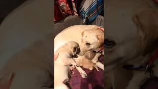 #labradorpuppy #newborn #labradorretriever #labradorlovers #viral #shortsviral