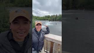 Katmai National Park. #bear#salmonrun #highlights