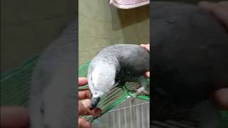 Smokey the african grey parrot speaking in marathi and english ! #loris #langur #cappedlangur