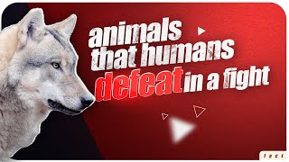 Animals vs humans | What animals could humans beat in a fight?