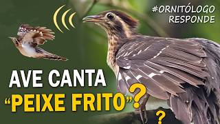 Pássaro da roça que CANTA "PEIXE FRITO"? Aves sonham? Ornitólogo Responde #36