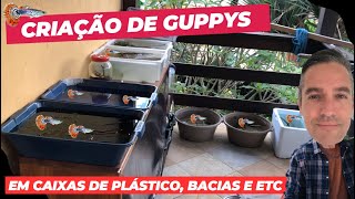 Minha nova área para criação de GUPPYs.