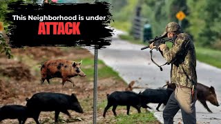 Stopping The Hog Invasion: Backyard Hog Hunting