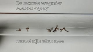 De zwarte wegmier (Lasius niger) neemt zijn eten mee 1 (4x versneld)