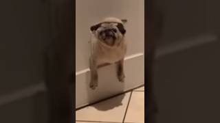 Funny Pug Compilation 🤣 #funny #pug #doglover