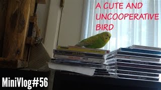 MiniVlog#56-A CUTE AND UNCOOPERATIVE BIRD