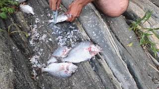 Porgy Limit reached for the day - City Island Bronx NY