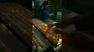 How to select default eggs🥚 || demonstration of great work activities#amazingmachinaries