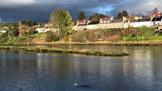 Bonar Bridge Otter