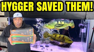 Hygger SAVED my MONSTER FISH!