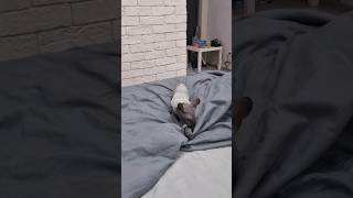 Обязательные вечерние бесячки сфинкса #sphynx #pets #жиза #животные #шиза #sphinx #cat