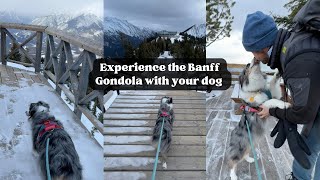 Experience the Banff Gondola with your dog