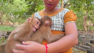 Abandoned Apollo and Luka cry hug mom KT asking for milk. KT's belly is so big cuz nearly give birth