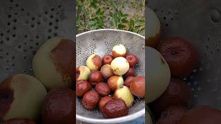 Shanxi Li Jujube Fruit Harvest! 😍 #foodforest