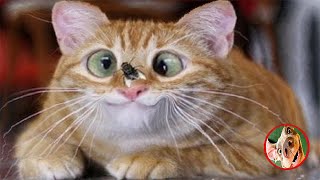 Funny Animals Video😍Reaction Cats😍😂Best Funny Memes Compilation,New Tiktok Cute Pet