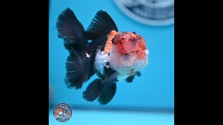 Tricolor Butterfly Tail Oranda 4.75 in (241018_OR30)