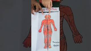 Visual Human Body - Science Project