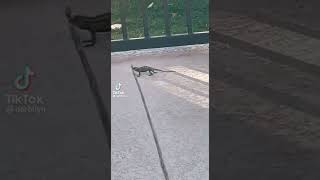 TikTok | Lizard working out