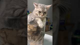 cute cats 2024 funny cats 2024 😅 Vid 29 #fyp #funnycats #funny #animals #cats #kitten #viral